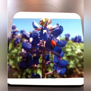 Bluebonnet With Ladybug Texas Coasters For Drinks Set 4 Personal Photography